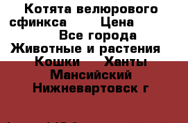 Котята велюрового сфинкса. .. › Цена ­ 15 000 - Все города Животные и растения » Кошки   . Ханты-Мансийский,Нижневартовск г.